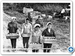 80-е годы. Уборка помидоров в Краснореченском совхозе